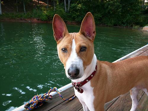 https://images.dog.ceo/breeds/basenji/n02110806_4331.jpg