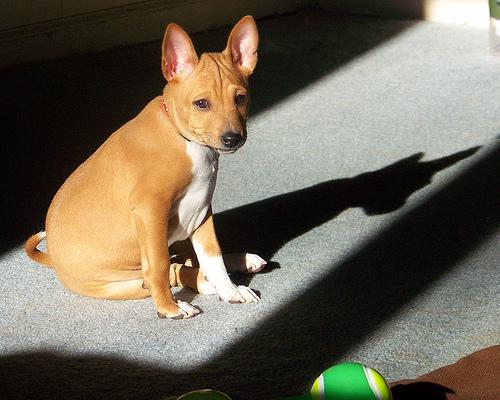 https://images.dog.ceo/breeds/basenji/n02110806_4370.jpg