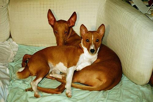 https://images.dog.ceo/breeds/basenji/n02110806_4463.jpg