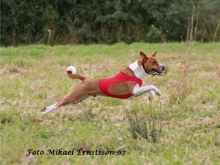 https://images.dog.ceo/breeds/basenji/n02110806_4472.jpg