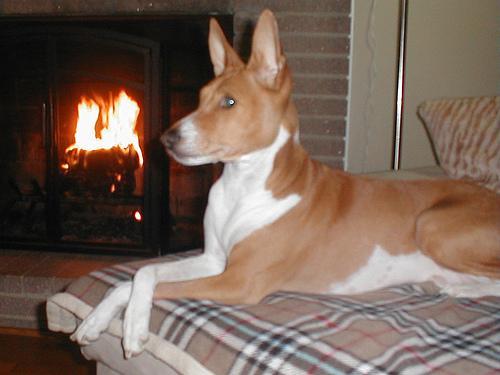 https://images.dog.ceo/breeds/basenji/n02110806_4483.jpg