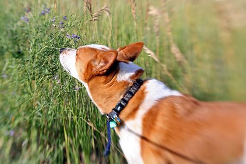 https://images.dog.ceo/breeds/basenji/n02110806_4488.jpg