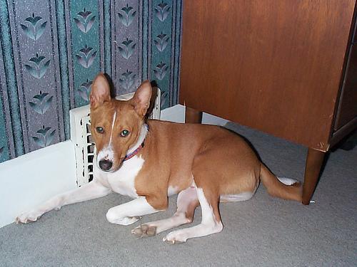 https://images.dog.ceo/breeds/basenji/n02110806_4615.jpg