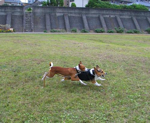 https://images.dog.ceo/breeds/basenji/n02110806_4876.jpg