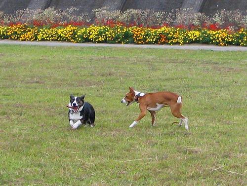 https://images.dog.ceo/breeds/basenji/n02110806_4966.jpg