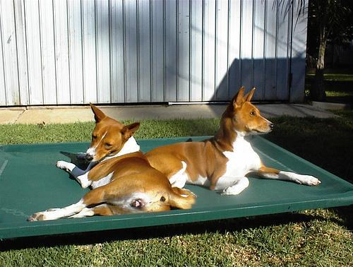 https://images.dog.ceo/breeds/basenji/n02110806_5114.jpg