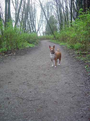 https://images.dog.ceo/breeds/basenji/n02110806_5238.jpg