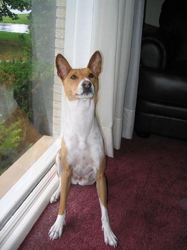 https://images.dog.ceo/breeds/basenji/n02110806_5343.jpg