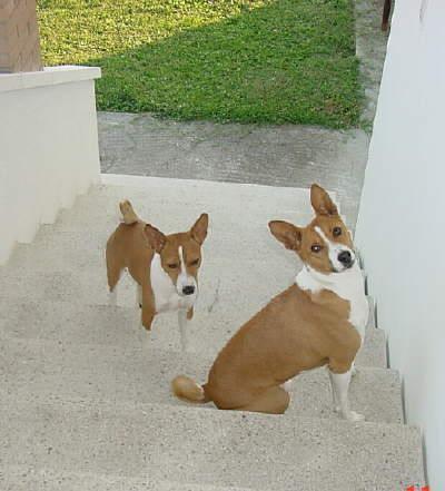 https://images.dog.ceo/breeds/basenji/n02110806_5389.jpg