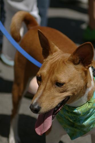 https://images.dog.ceo/breeds/basenji/n02110806_563.jpg