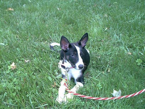 https://images.dog.ceo/breeds/basenji/n02110806_5642.jpg