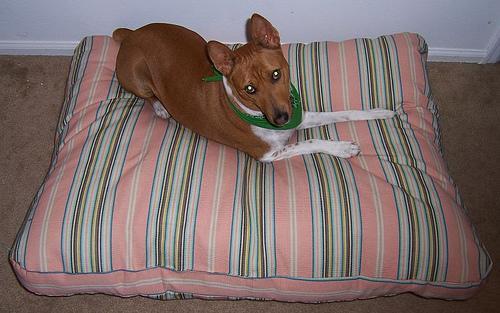 https://images.dog.ceo/breeds/basenji/n02110806_5660.jpg