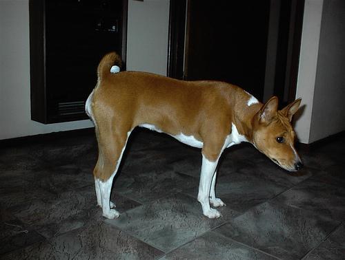 https://images.dog.ceo/breeds/basenji/n02110806_5663.jpg