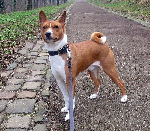 https://images.dog.ceo/breeds/basenji/n02110806_5688.jpg