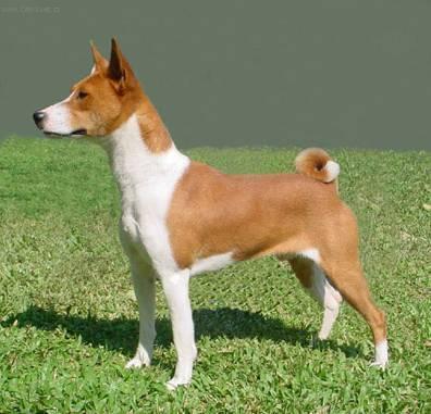 https://images.dog.ceo/breeds/basenji/n02110806_581.jpg