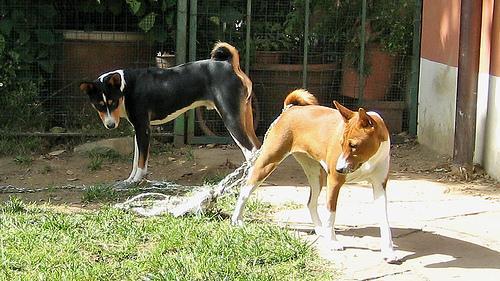 https://images.dog.ceo/breeds/basenji/n02110806_5861.jpg