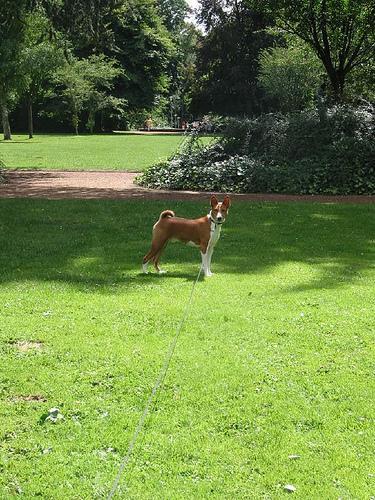 https://images.dog.ceo/breeds/basenji/n02110806_5971.jpg