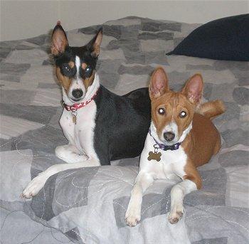 https://images.dog.ceo/breeds/basenji/n02110806_6016.jpg