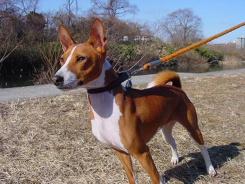 https://images.dog.ceo/breeds/basenji/n02110806_6066.jpg