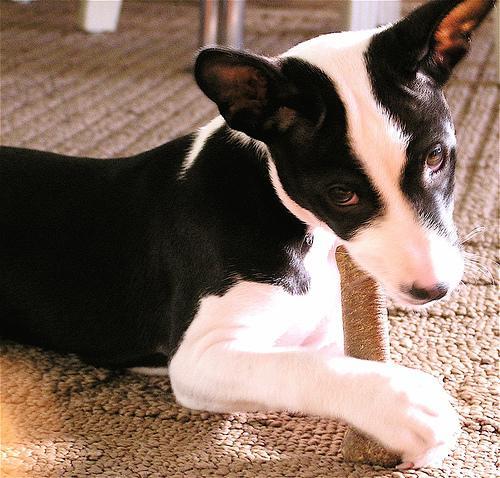 https://images.dog.ceo/breeds/basenji/n02110806_6156.jpg