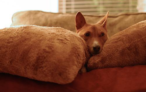 https://images.dog.ceo/breeds/basenji/n02110806_6247.jpg