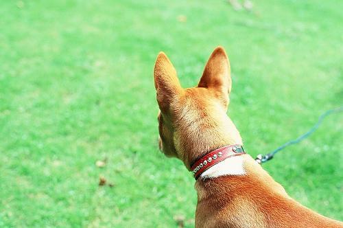 https://images.dog.ceo/breeds/basenji/n02110806_6282.jpg