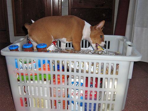 https://images.dog.ceo/breeds/basenji/n02110806_6323.jpg