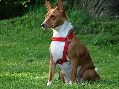 https://images.dog.ceo/breeds/basenji/n02110806_6352.jpg