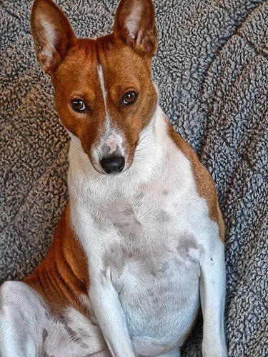 https://images.dog.ceo/breeds/basenji/n02110806_6380.jpg