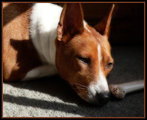 https://images.dog.ceo/breeds/basenji/n02110806_6424.jpg