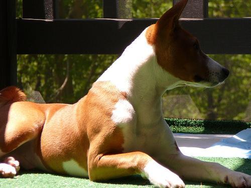 https://images.dog.ceo/breeds/basenji/n02110806_6528.jpg