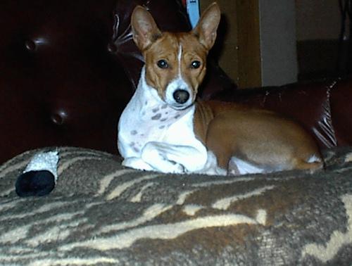 https://images.dog.ceo/breeds/basenji/n02110806_6542.jpg