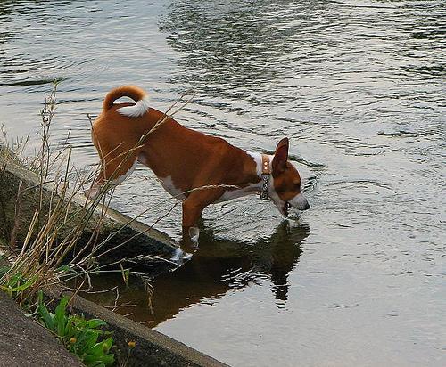 https://images.dog.ceo/breeds/basenji/n02110806_6554.jpg