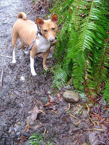 https://images.dog.ceo/breeds/basenji/n02110806_749.jpg