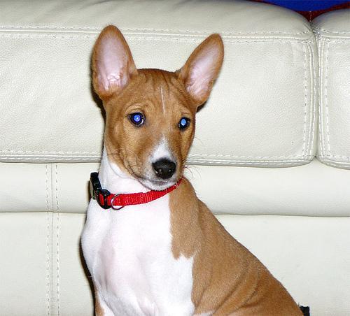 https://images.dog.ceo/breeds/basenji/n02110806_839.jpg