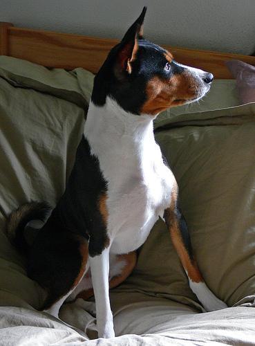 https://images.dog.ceo/breeds/basenji/n02110806_884.jpg