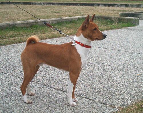 https://images.dog.ceo/breeds/basenji/n02110806_979.jpg