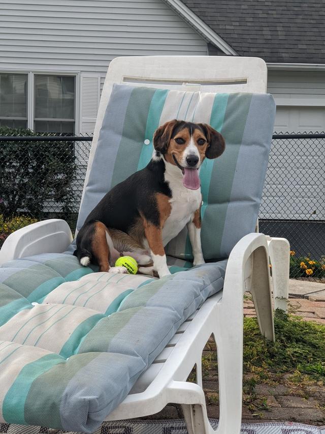 https://images.dog.ceo/breeds/beagle/603525417_Milo.jpg