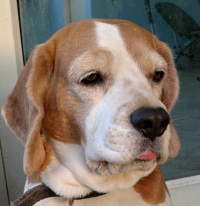 https://images.dog.ceo/breeds/beagle/Phoebe.jpg