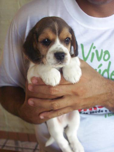 https://images.dog.ceo/breeds/beagle/n02088364_10108.jpg