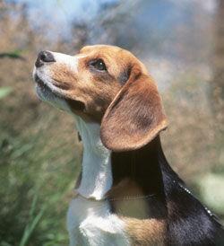 https://images.dog.ceo/breeds/beagle/n02088364_10947.jpg