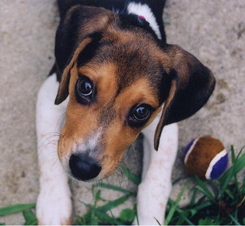 https://images.dog.ceo/breeds/beagle/n02088364_11147.jpg