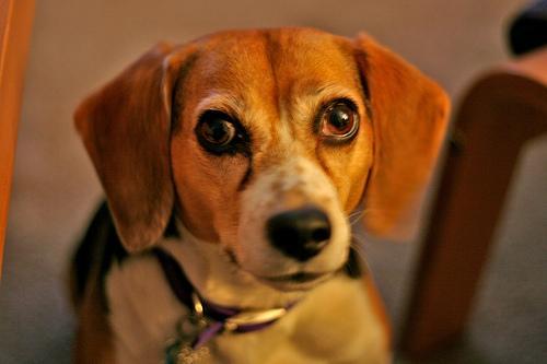 https://images.dog.ceo/breeds/beagle/n02088364_11458.jpg