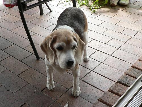 https://images.dog.ceo/breeds/beagle/n02088364_11509.jpg