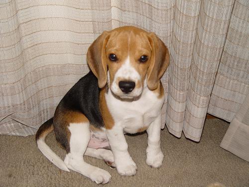 https://images.dog.ceo/breeds/beagle/n02088364_12124.jpg