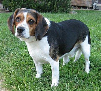 https://images.dog.ceo/breeds/beagle/n02088364_12154.jpg