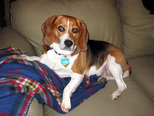 https://images.dog.ceo/breeds/beagle/n02088364_12713.jpg