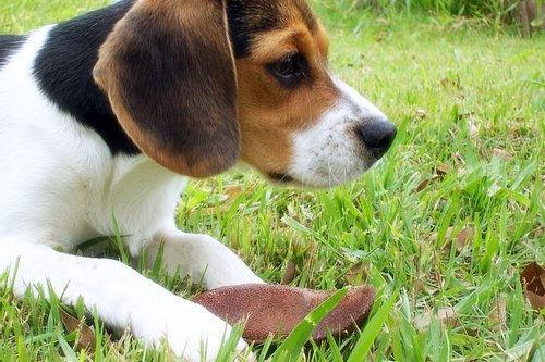 https://images.dog.ceo/breeds/beagle/n02088364_12756.jpg