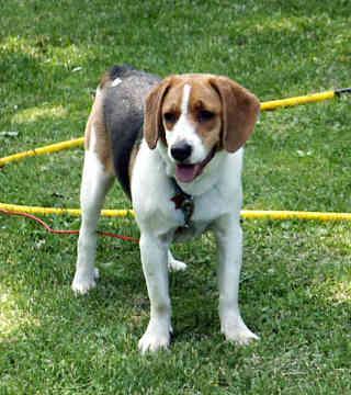 https://images.dog.ceo/breeds/beagle/n02088364_129.jpg