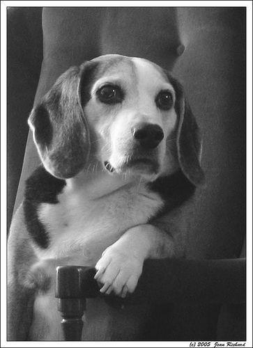 https://images.dog.ceo/breeds/beagle/n02088364_12920.jpg